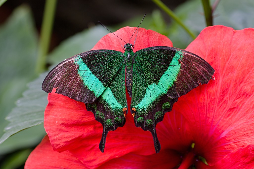 vlinder vlinders hdr insect insecten nederland uitheems Lepidoptera rups rupsen vlindertuin natuur